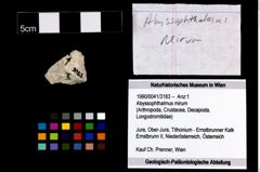 Foto (Objekt + Etikett) von Abyssophthalmus mirum  (NHMW-GEO-1990-0041-3183)